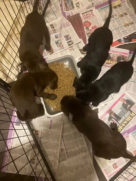 pointer tedesco a pelo corto x labs. il regalo perfetto per il tuo amore in questa stagione | Foto 0