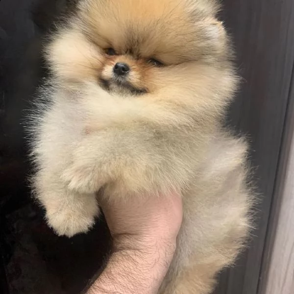 perfect tea-cup pomerania cuccioli(+393509706299)