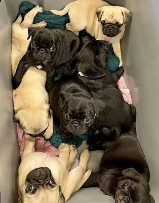 meraviglioso carlino in adozione