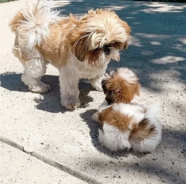 shih zhu pets  | Foto 0