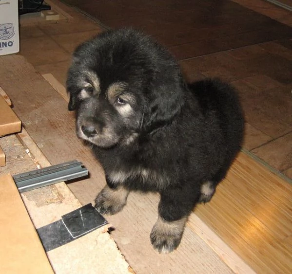 disponibili cuccioli di mastino tibetano 