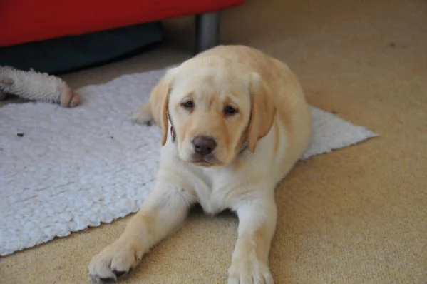 cuccioli labrador | Foto 0