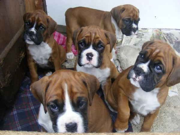 cuccioli di boxer in vendita