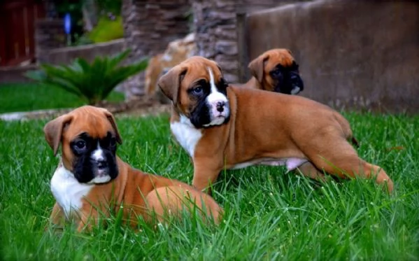 cuccioli di boxer in vendita | Foto 0