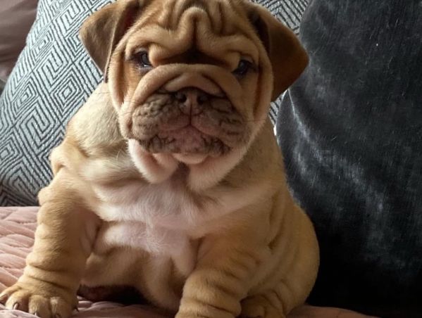 splendida cucciolata allevata nella nostra casa di famiglia!  | Foto 6