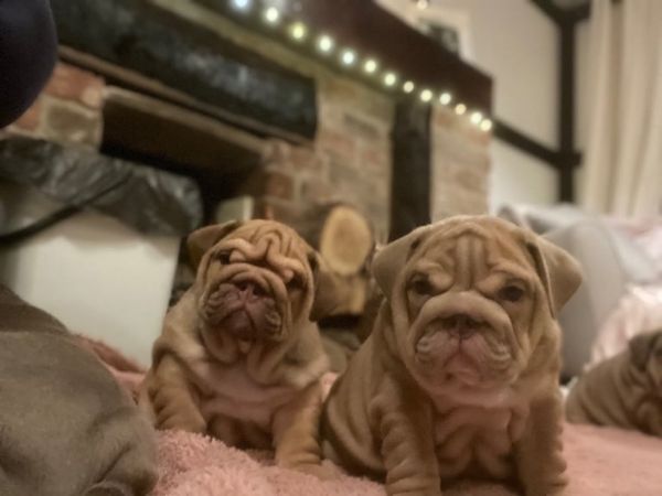 splendida cucciolata allevata nella nostra casa di famiglia!  | Foto 5