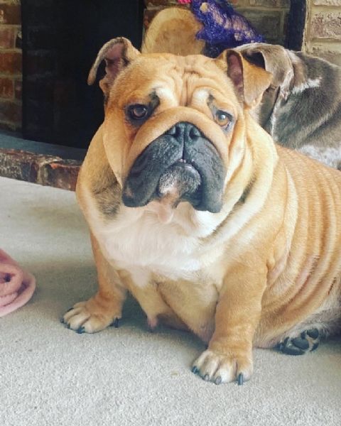 splendida cucciolata allevata nella nostra casa di famiglia!  | Foto 4