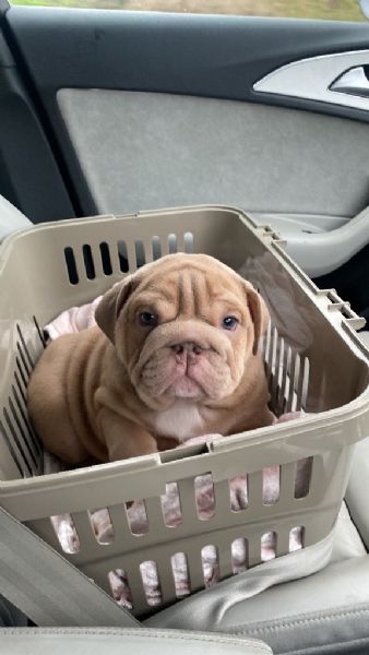 splendida cucciolata allevata nella nostra casa di famiglia!  | Foto 1