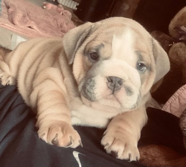 splendida cucciolata allevata nella nostra casa di famiglia!  | Foto 0