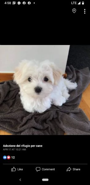 regalo  maltese  toy
