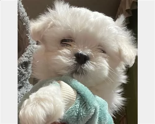 cucciolo di maltese maschio e femmina | Foto 3
