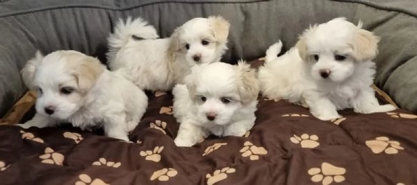 cucciolo di maltese maschio e femmina | Foto 2