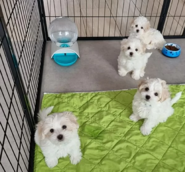 cucciolo di maltese maschio e femmina | Foto 1