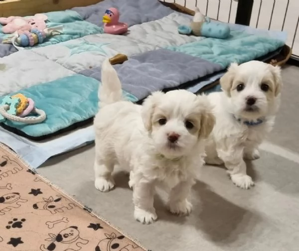 cucciolo di maltese maschio e femmina