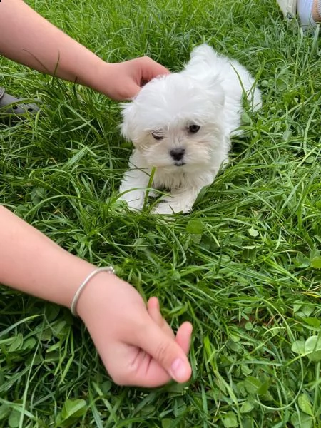 disponibili  cuccioli di maltese con pedigree | Foto 6