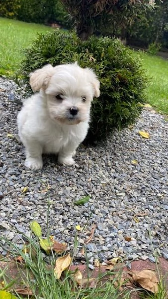 disponibili  cuccioli di maltese con pedigree | Foto 3
