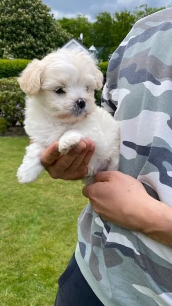 disponibili  cuccioli di maltese con pedigree | Foto 2