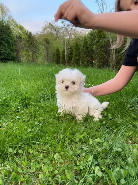 disponibili  cuccioli di maltese con pedigree | Foto 1