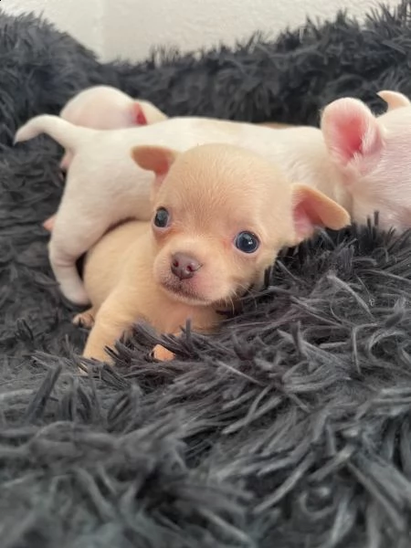 meravigliosi chihuahua disponibili | Foto 5