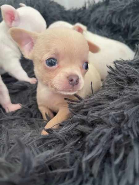 meravigliosi chihuahua disponibili | Foto 0