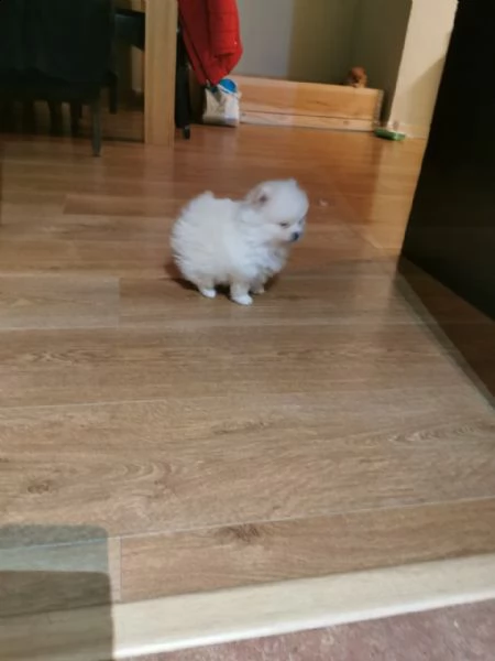 kuccioli   pomerania toy  | Foto 5