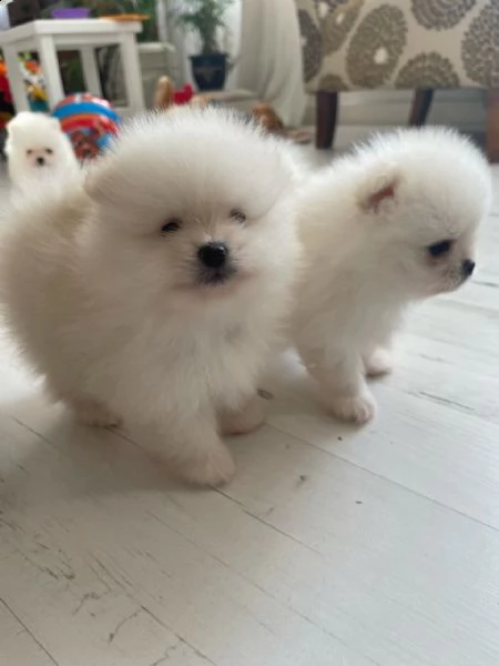 kuccioli   pomerania toy  | Foto 4