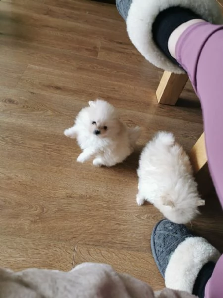 kuccioli   pomerania toy  | Foto 3