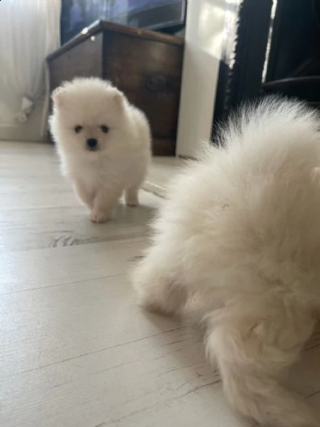 kuccioli   pomerania toy  | Foto 2