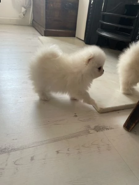 kuccioli   pomerania toy  | Foto 1