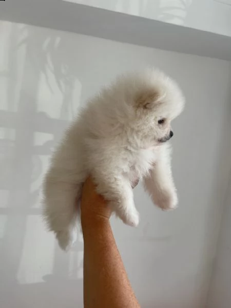 kuccioli   pomerania toy 