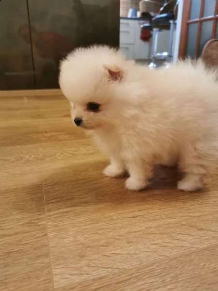 kuccioli   pomerania toy  | Foto 0