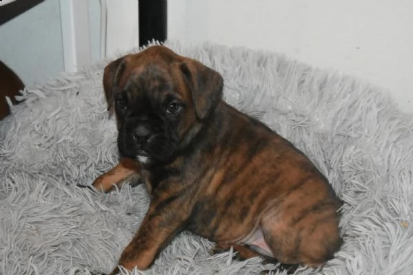 cuccioli boxer disponibili