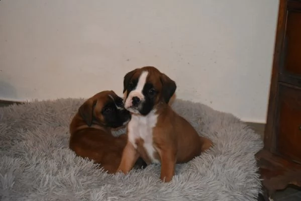 cuccioli boxer disponibili | Foto 5