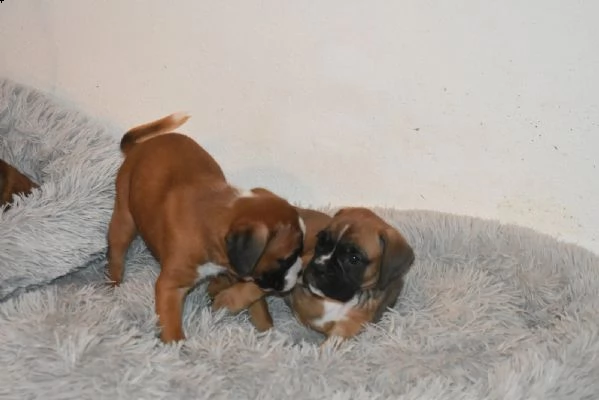 cuccioli boxer disponibili | Foto 4