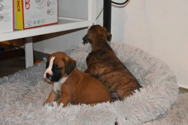 cuccioli boxer disponibili | Foto 3
