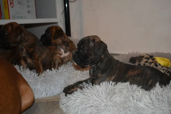 cuccioli boxer disponibili | Foto 2