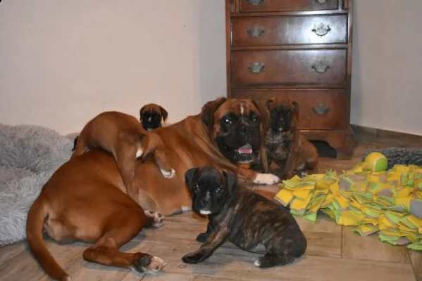 cuccioli boxer disponibili | Foto 1