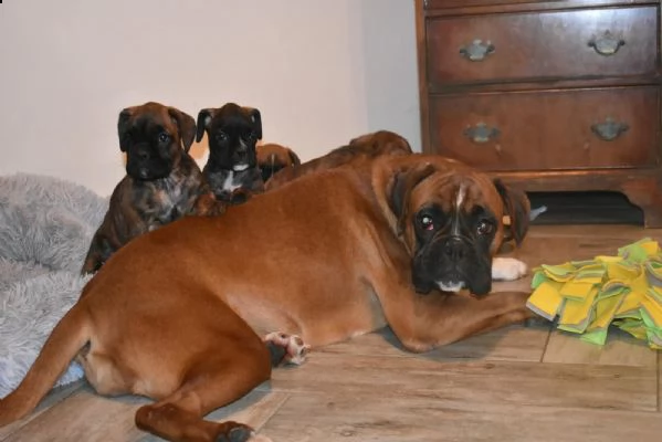 cuccioli boxer disponibili | Foto 0