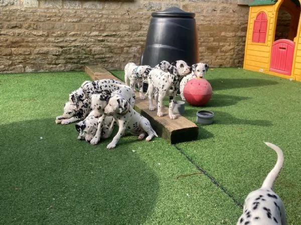 bellissimi cuccioli di dalmata, | Foto 1