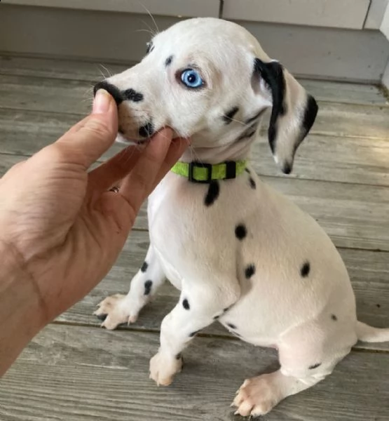 bellissimi cuccioli di dalmata, | Foto 0