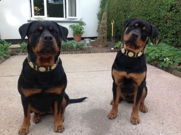 bellissimi cuccioli di rottweiler | Foto 2