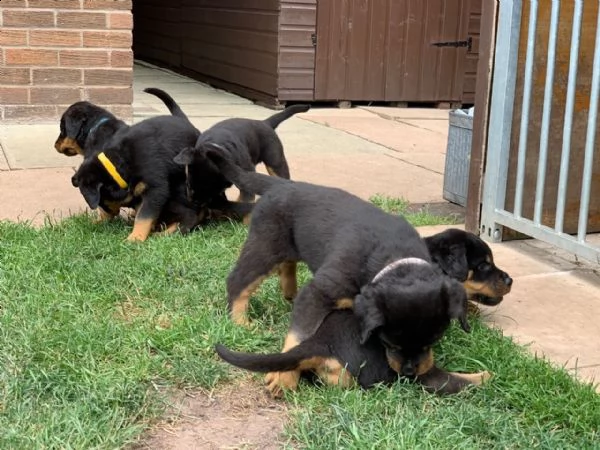 bellissimi cuccioli di rottweiler | Foto 0