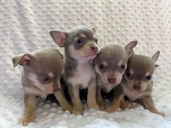 cuccioli di chihuahua con tazza da tè allevati in casa,