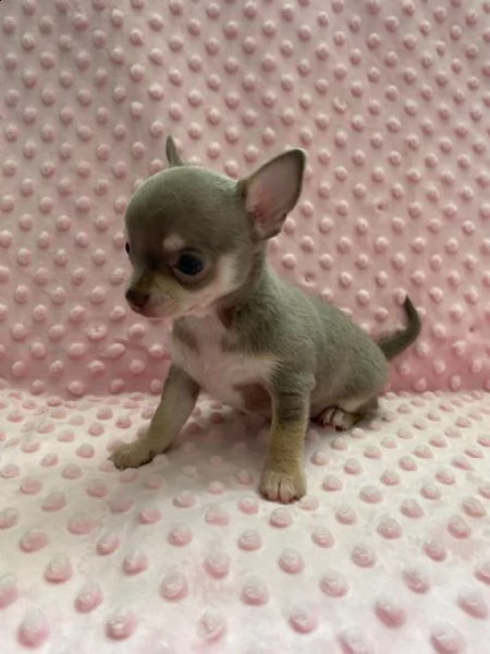 cuccioli di chihuahua con tazza da tè allevati in casa, | Foto 1