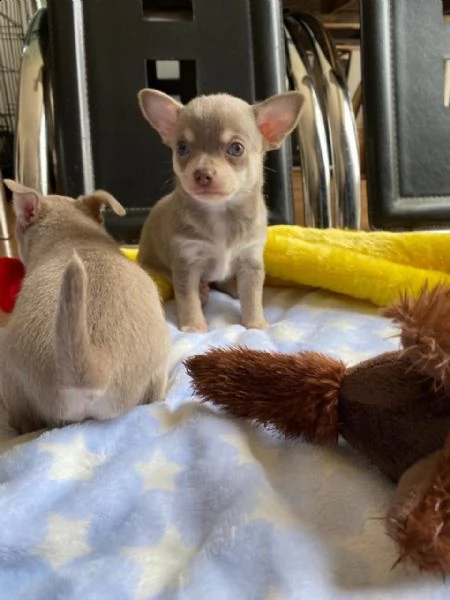 cuccioli di chihuahua con tazza da tè allevati in casa, | Foto 0