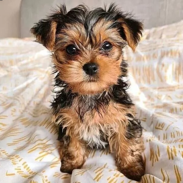 bellissimi cuccioli di razza pura yorkie (+393509706299)
