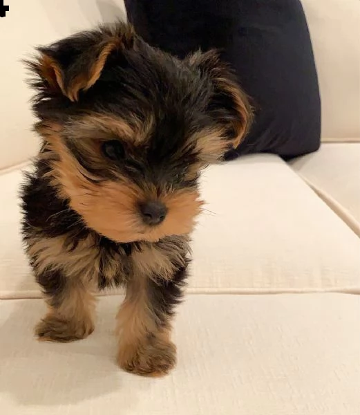 cuccioli yorkie addestrati al vasino (+393509706299)