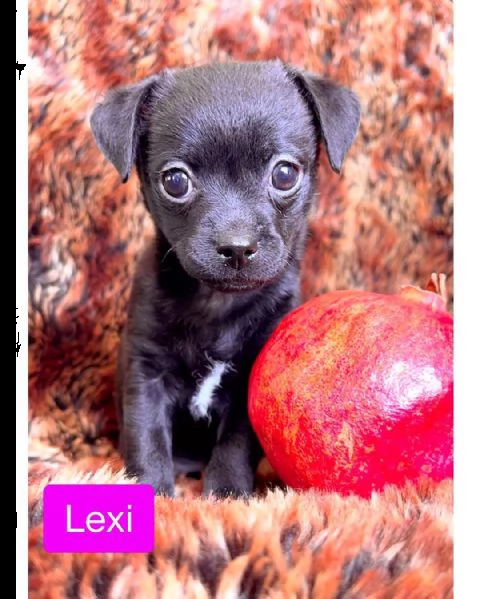 volontario che distribuisce il regalo dei cuccioli di piccola taglia del chihuahua