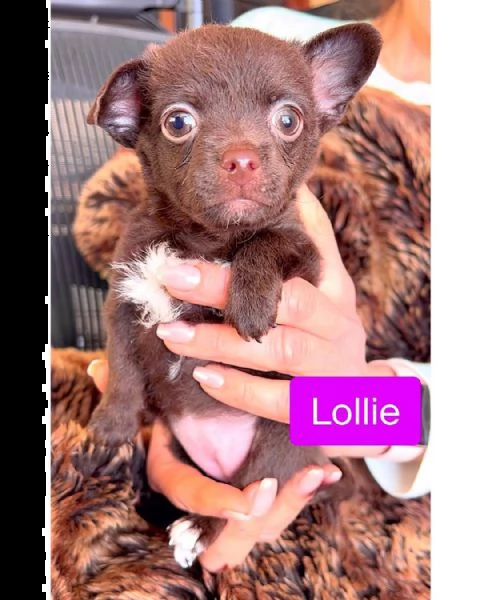 regalo. volontario che distribuisce il regalo dei cuccioli di piccola taglia del chihuahua