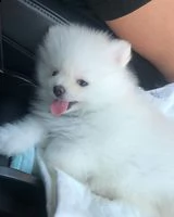regala cuccioli di pomerania  femmine in adozione///